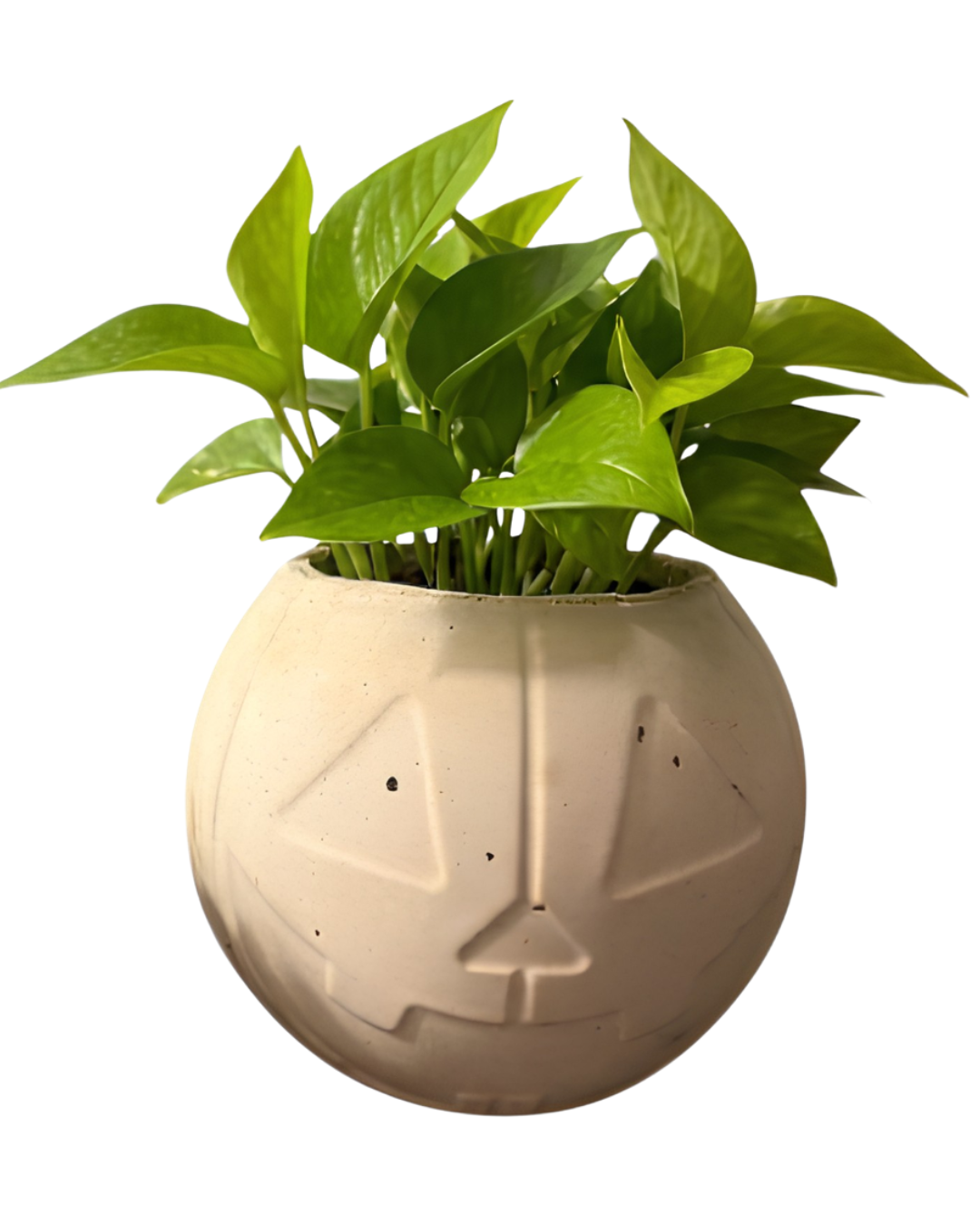 Jack-o'-Lantern Planters
