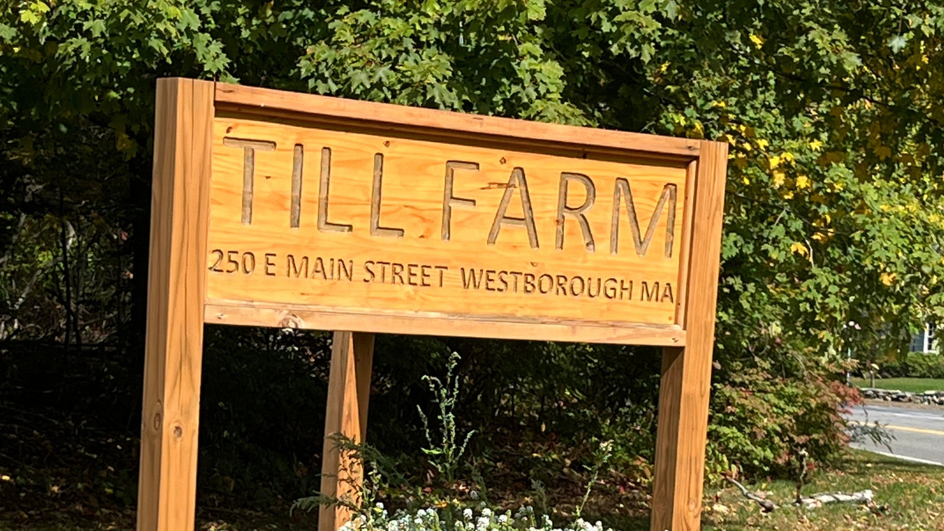 Wooden sign with 'Till Farm' branding in a natural setting with plants and grass.