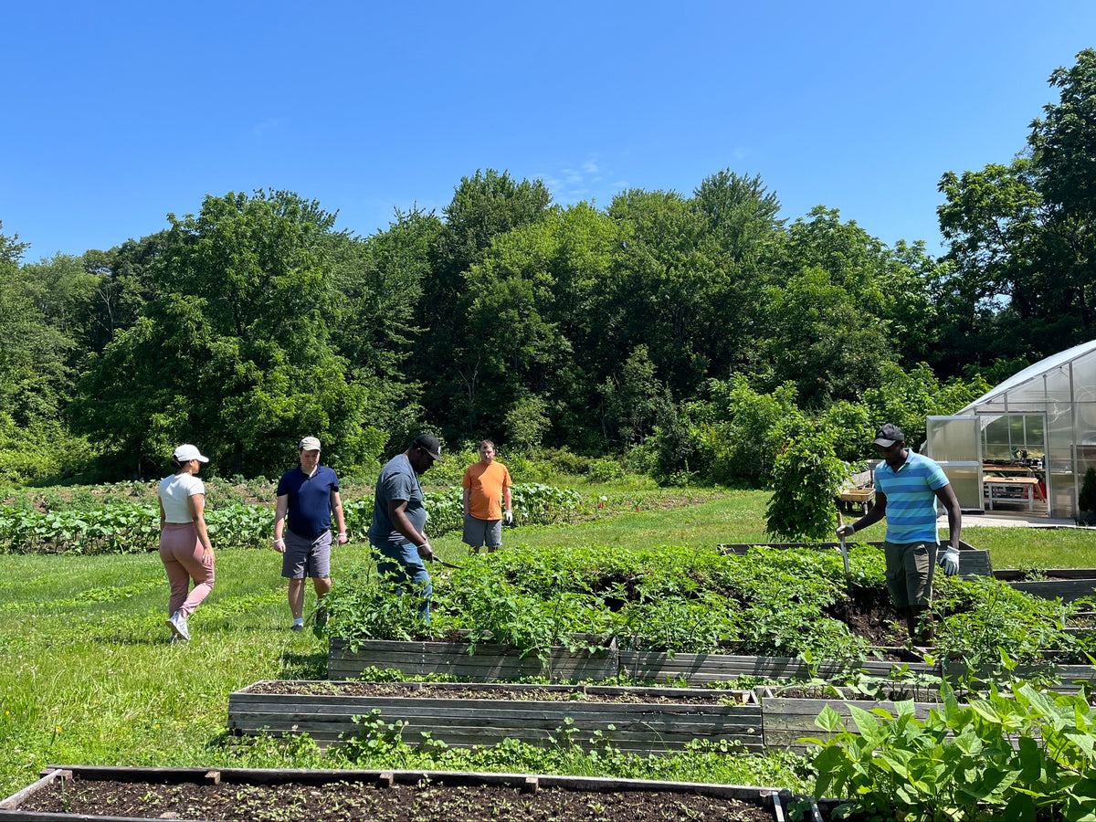 Individuals working on a farm in the summer